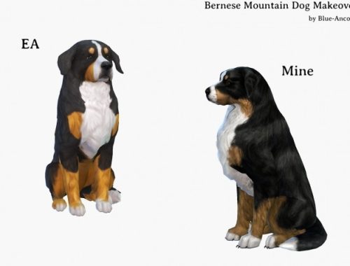 Bernese Mountain Dog Makeover at Blue Ancolia