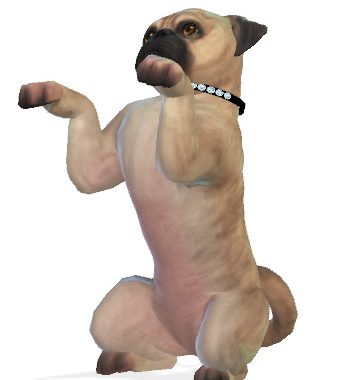 Rosie the Pug dog at Enchanting Essence