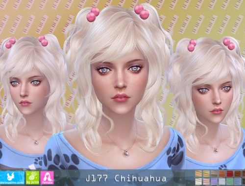 J177 Chihuahua hair