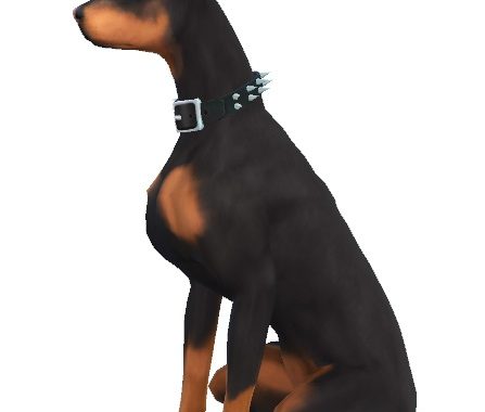 Bruno and Nikki the Dobermans