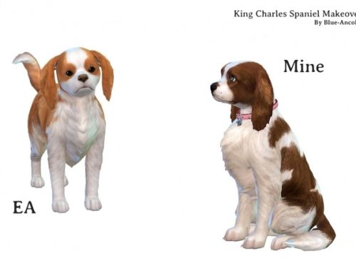 King Charles Spaniel dog makeover at Blue Ancolia