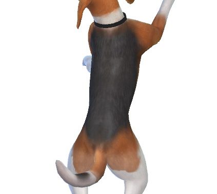 Jack the Beagle at Enchanting Essence