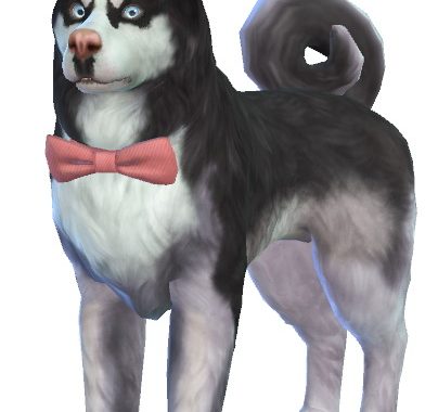 Storm, playful Siberian Husky