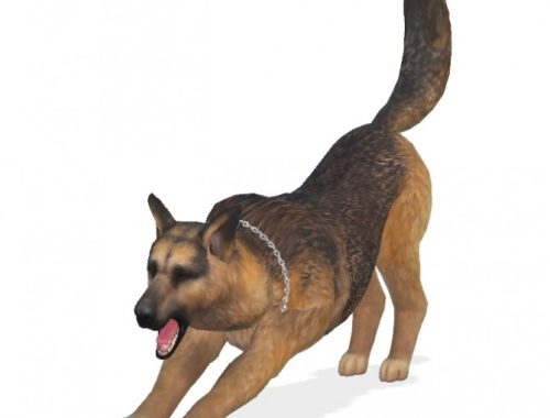 Bruce the German Shepherd dog at Enchanting Essence