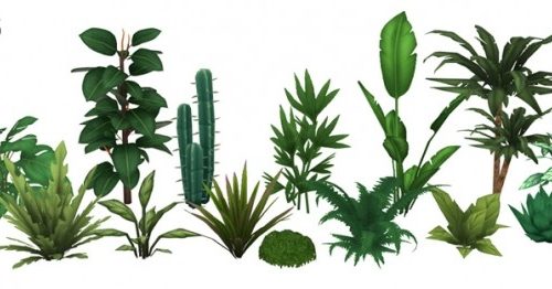 Pots & Plants