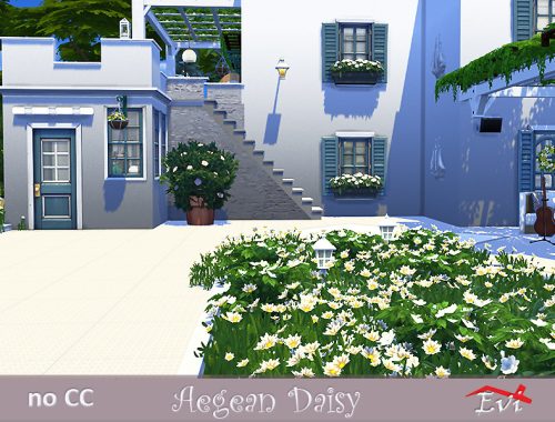 Aegean Daisy