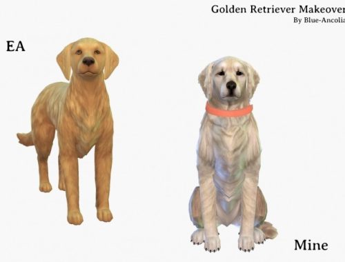 Golden Retriever Makeover at Blue Ancolia