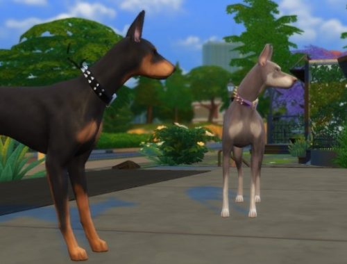 Bruno and Nikki the Dobermans