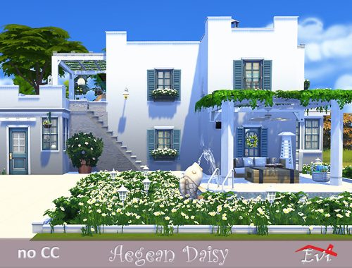 Aegean Daisy