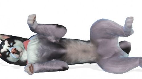 Storm, playful Siberian Husky