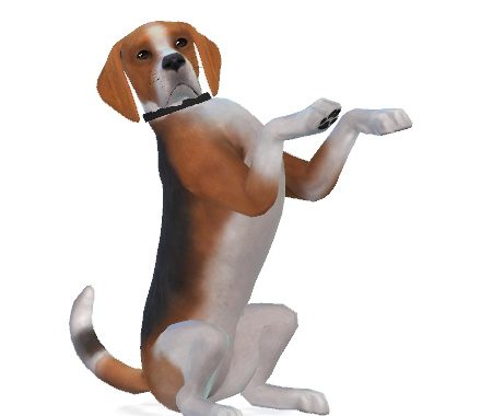 Jack the Beagle at Enchanting Essence