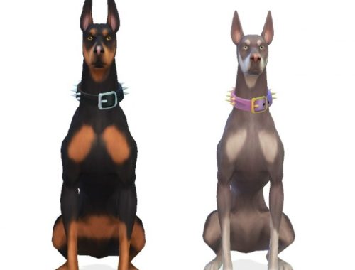Bruno and Nikki the Dobermans