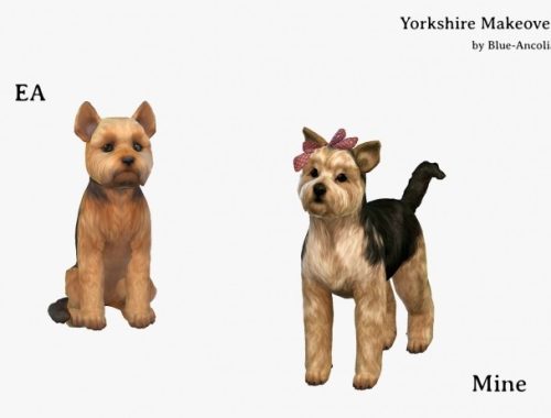 Yorkshire Terrier Makeover at Blue Ancolia