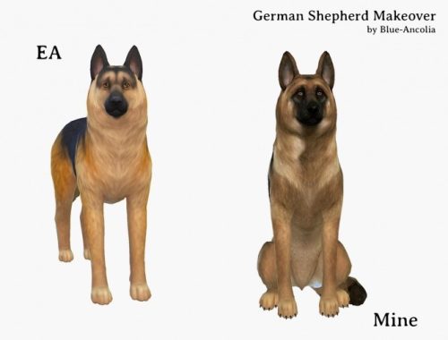 German Shepherd makeover at Blue Ancolia