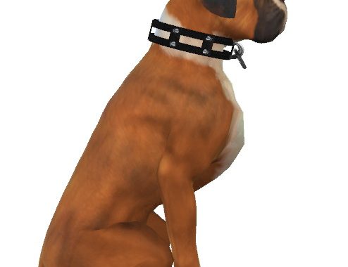 Kona the Boxer Dog at Enchanting Essence