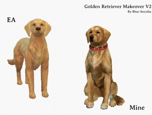 Golden Retriever Makeover V2 (dark golden coat) at Blue Ancolia