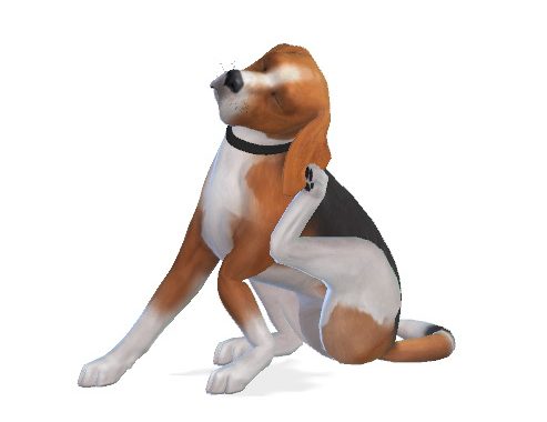 Jack the Beagle at Enchanting Essence