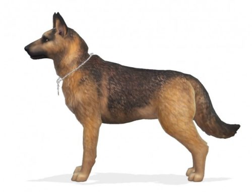Bruce the German Shepherd dog at Enchanting Essence