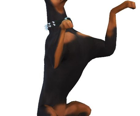 Bruno and Nikki the Dobermans