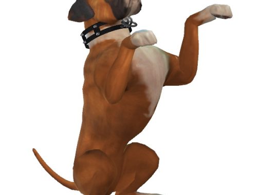 Kona the Boxer Dog at Enchanting Essence