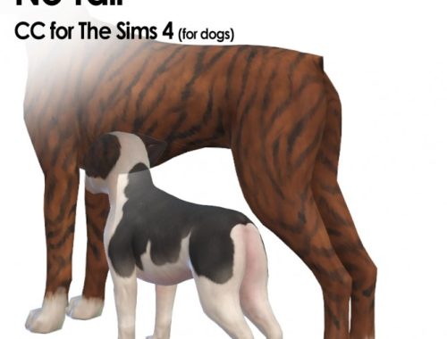 New Tails for Dogs and an update for the Cats at Kalino
