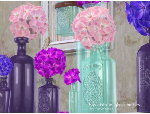 Hyacinth in glass bottles