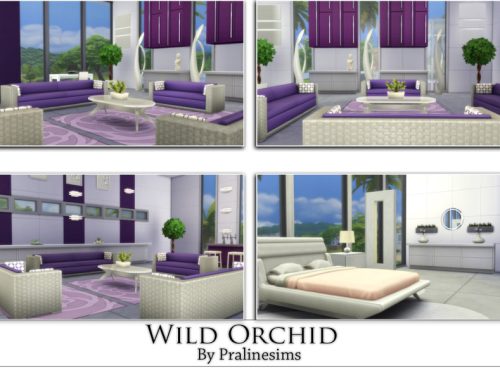 Wild Orchid