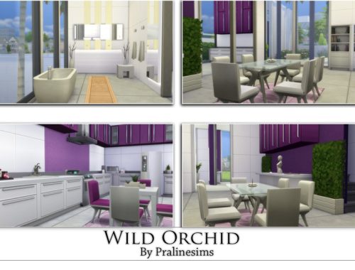 Wild Orchid