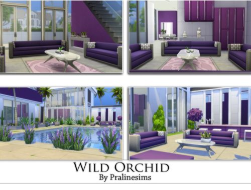 Wild Orchid