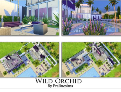 Wild Orchid