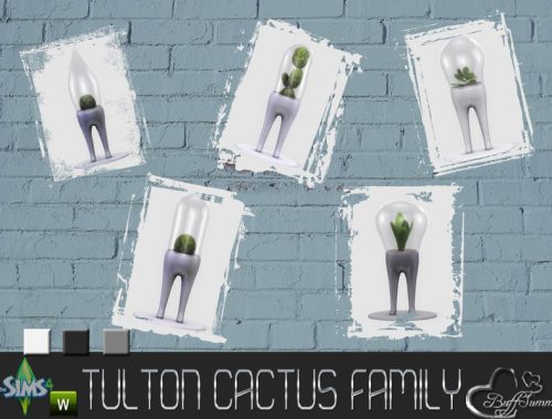 Tulton Cactus Family
