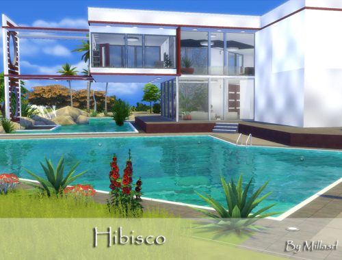 Hibisco