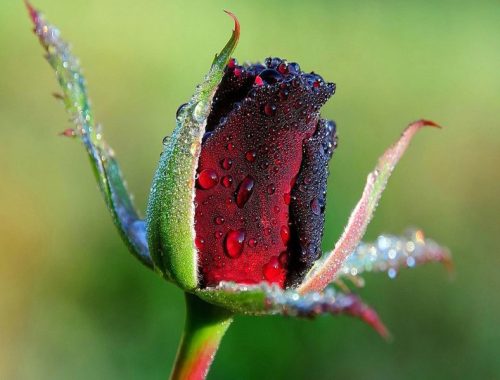 Red Rose Painting