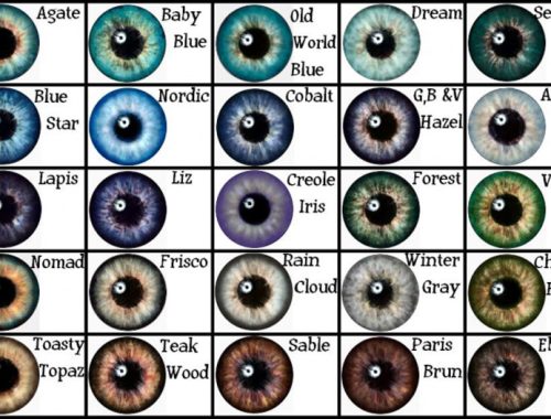 Lionspaus Masterpiece Eyes (TS2 to TS4)
