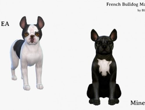 French Bulldog Makeover at Blue Ancolia