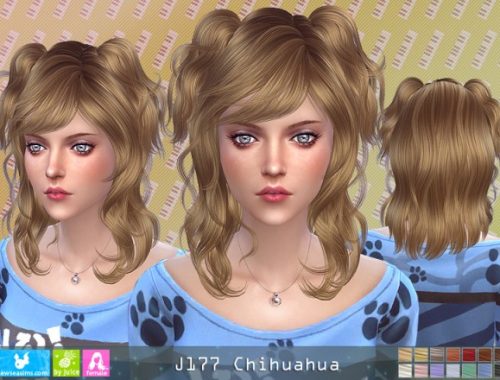 J177 Chihuahua hair
