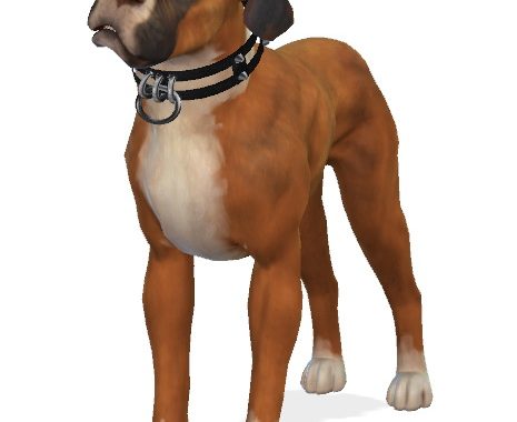 Kona the Boxer Dog at Enchanting Essence