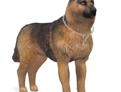 Bruce the German Shepherd dog at Enchanting Essence