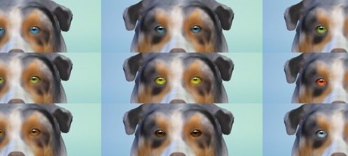Aveira Eyes N15 for Pets Default Replacement by Nova JY at Mod The Sims