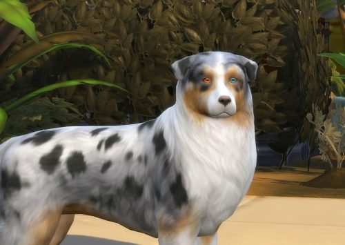 Aveira Eyes N15 for Pets Default Replacement by Nova JY at Mod The Sims