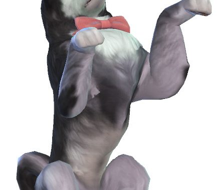 Storm, playful Siberian Husky
