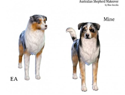 Australian Shepherd dog makeover at Blue Ancolia