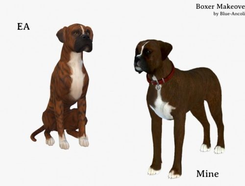 Boxer Makeover at Blue Ancolia