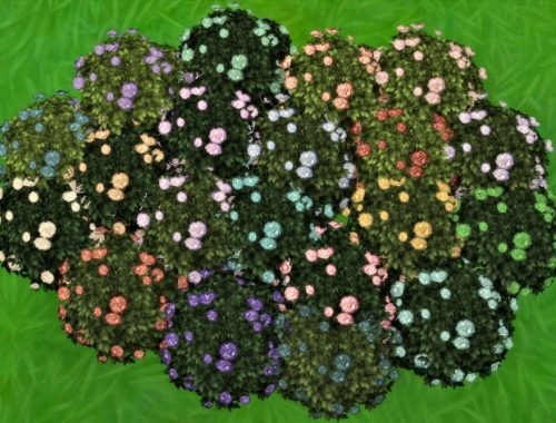 Bachelor Button Bush by Wykkyd