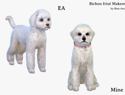 Bichon Frise makeover at Blue Ancolia