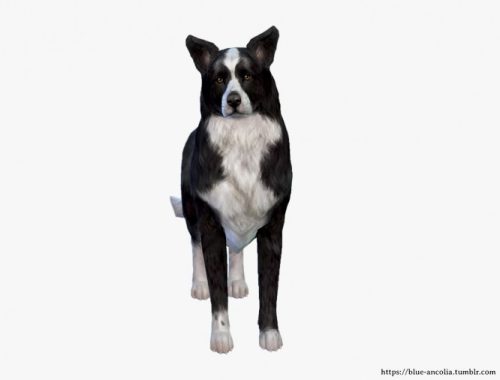 Border Collie Makeover at Blue Ancolia