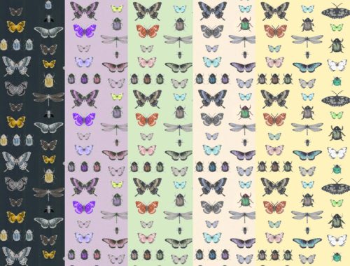 Bugs Bugs Bugs