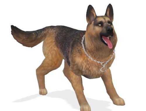 Bruce the German Shepherd dog at Enchanting Essence