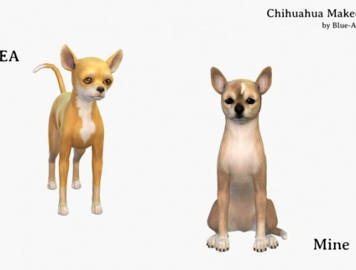 Chihuahua Makeover at Blue Ancolia