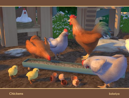Chickens